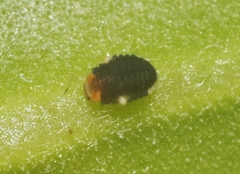 Diomus roseicollis