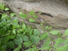 Solanum dulcamara