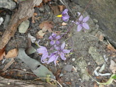 Solanum dulcamara