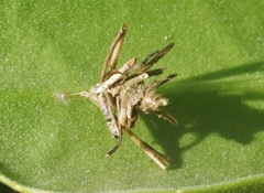 Brachycyttarus griseus