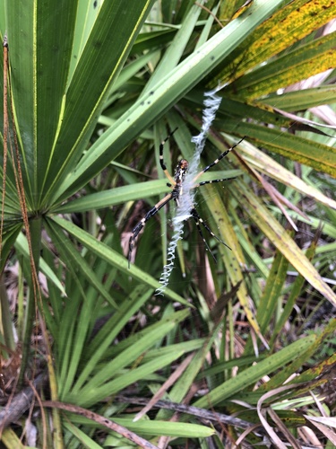 Argiope aurantia image