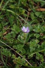 Gentianella caucasea