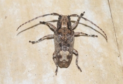 Pterolophia bigibbera
