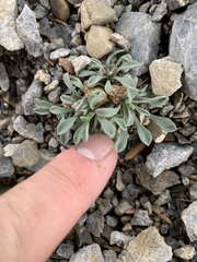 Townsendia jonesii tumulosa