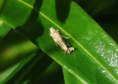 Erechthias minuscula