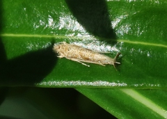 Erechthias minuscula