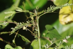 Desmanthus pernambucanus