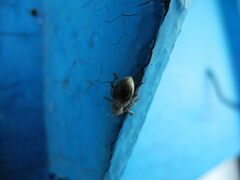 Sciaphobus squalidus