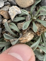 Townsendia jonesii tumulosa