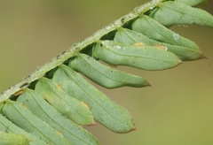 Desmanthus pernambucanus