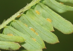 Heteropsylla huasachae