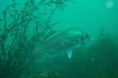 Latridopsis ciliaris