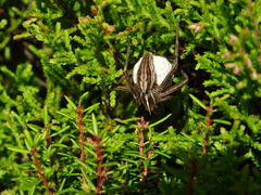 Pisaura acoreensis