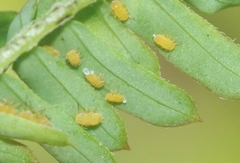Heteropsylla huasachae