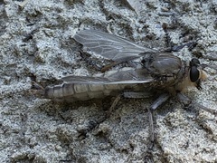 Proctacanthus milbertii