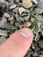 Townsendia jonesii tumulosa