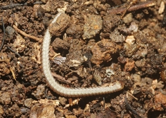 Cambalidae