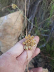 Helichrysum stoechas
