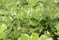 Desmanthus pernambucanus