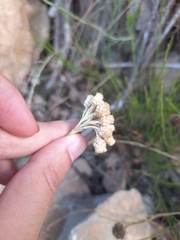 Helichrysum stoechas