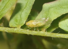 Heteropsylla huasachae