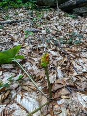 Arum elongatum