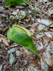 Arum elongatum