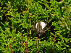 Pisaura acoreensis