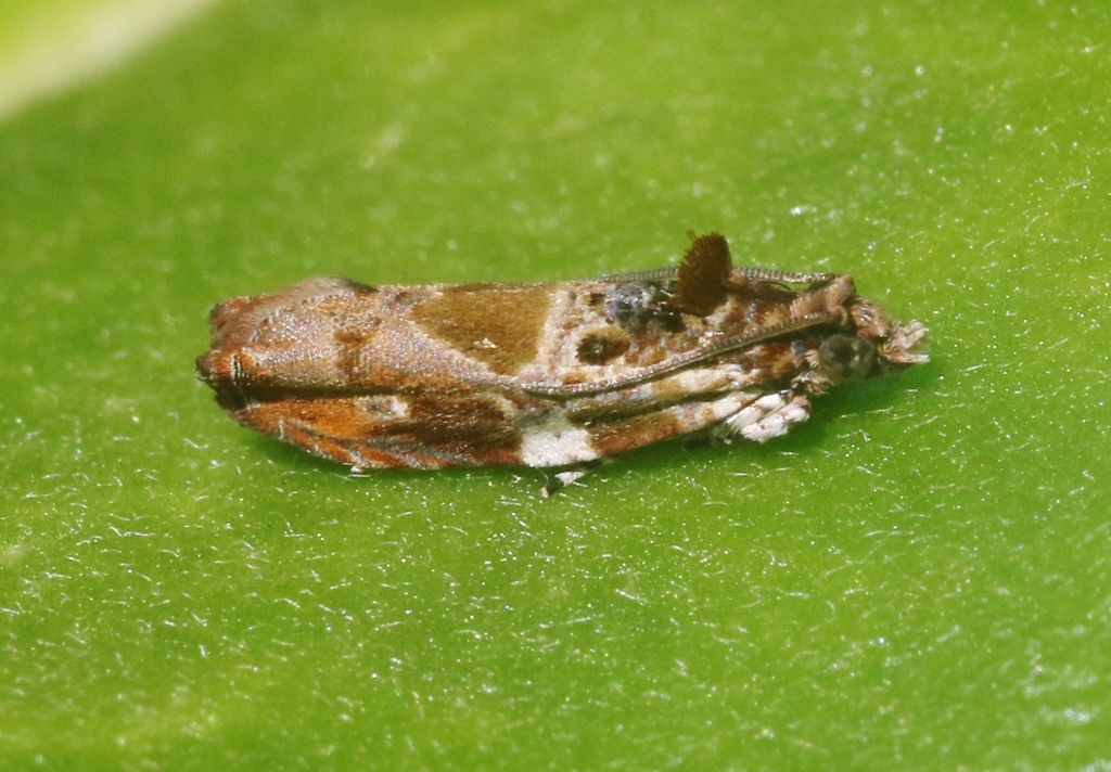 Cacocharis