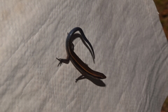 Emoia similis