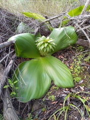 Eucomis regia