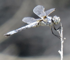 Libellula composita