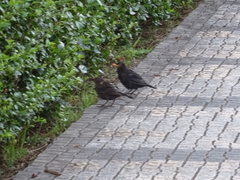 Turdus merula azorensis
