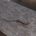 Dunn's Emo Skink - Photo (c) fhadlikennedi, some rights reserved (CC BY-NC), uploaded by fhadlikennedi