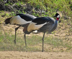 Balearica regulorum regulorum