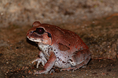 Sphaerotheca dobsonii