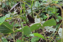 Junonia hedonia