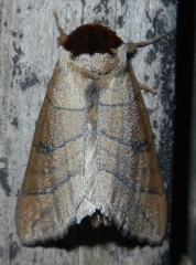 Datana angusii