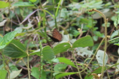 Junonia hedonia