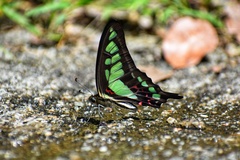 Graphium cloanthus