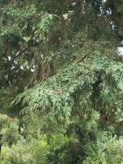 Cupressus benthamii