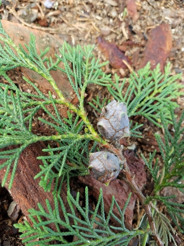 Image of Hesperocyparis benthamii by (c) Alan Rockefeller, some rights reserved (CC BY)