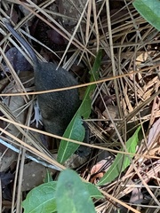 Peromyscus gossypinus