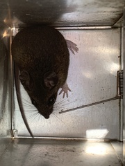 Peromyscus gossypinus