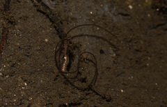 Gordiidae