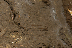 Gordiidae
