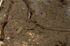 Gordiidae