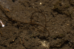 Gordiidae