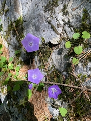 Campanula carpatica
