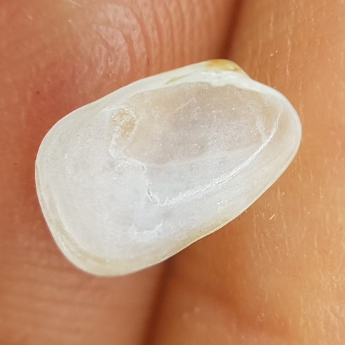 Coralliophaga lithophagella